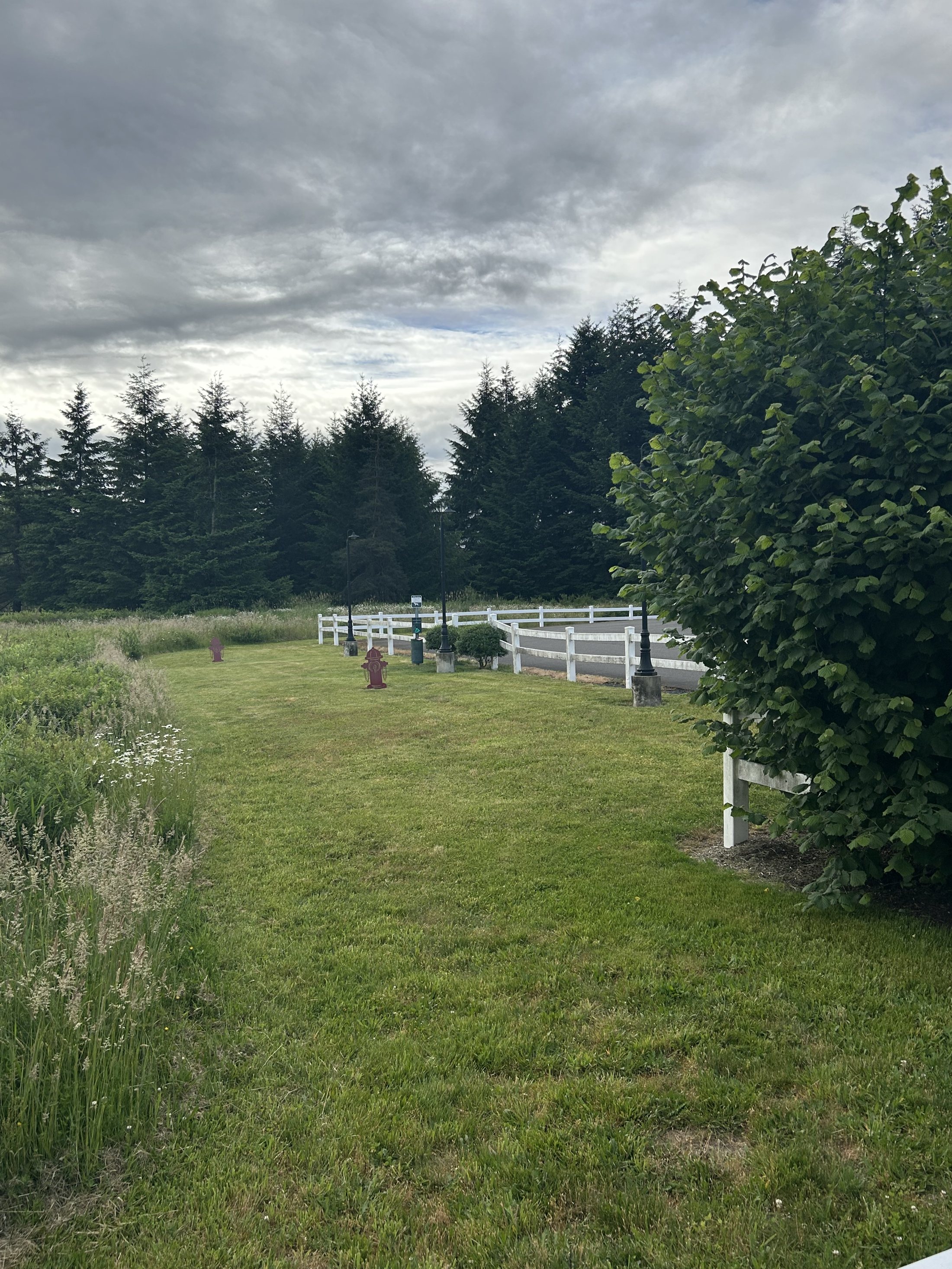 The grounds at Jackson Hwy Veterinary Clinic, white rail fencing and fir trees