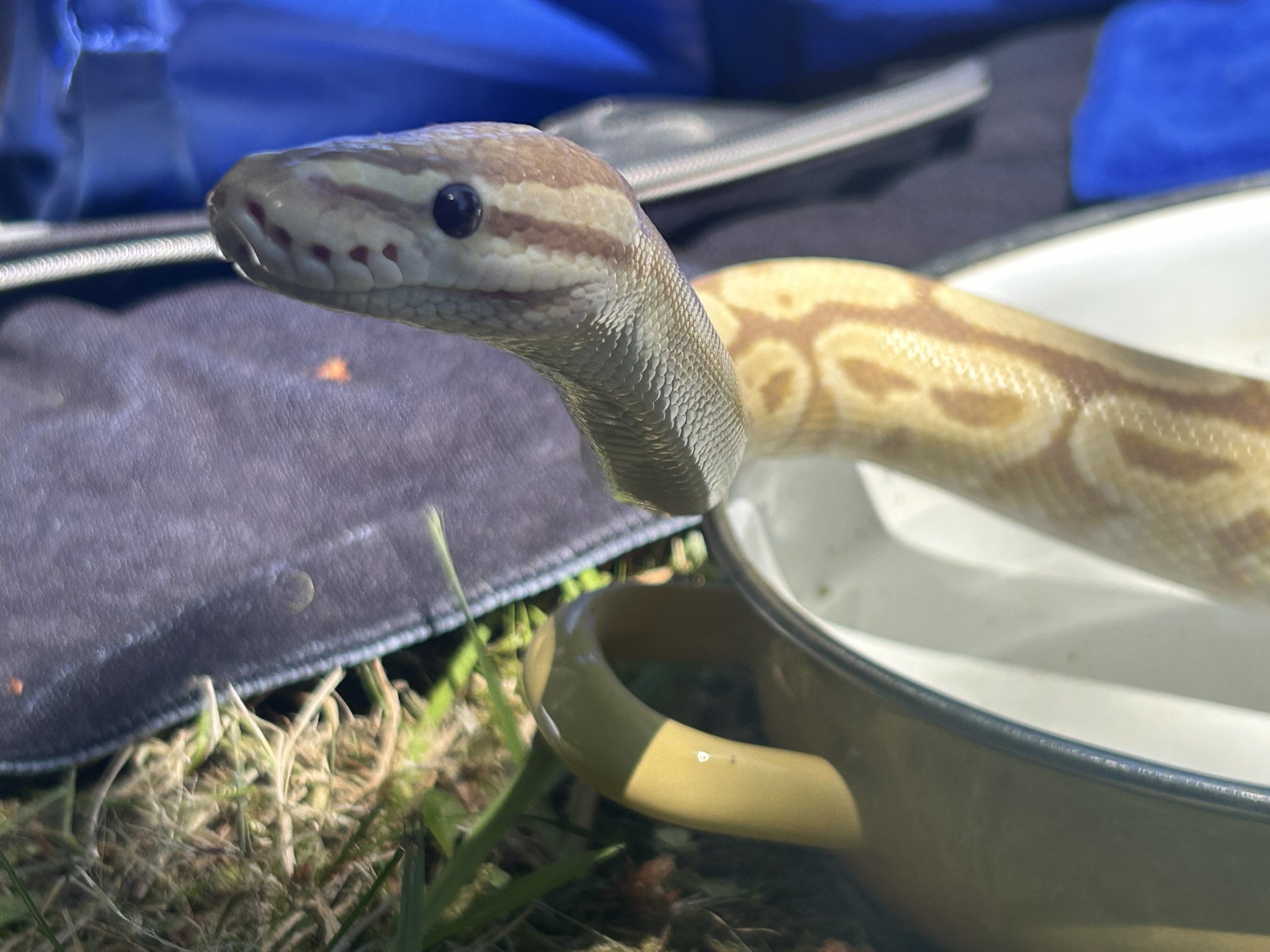 A ball python, one of Amanda's own exotic pets