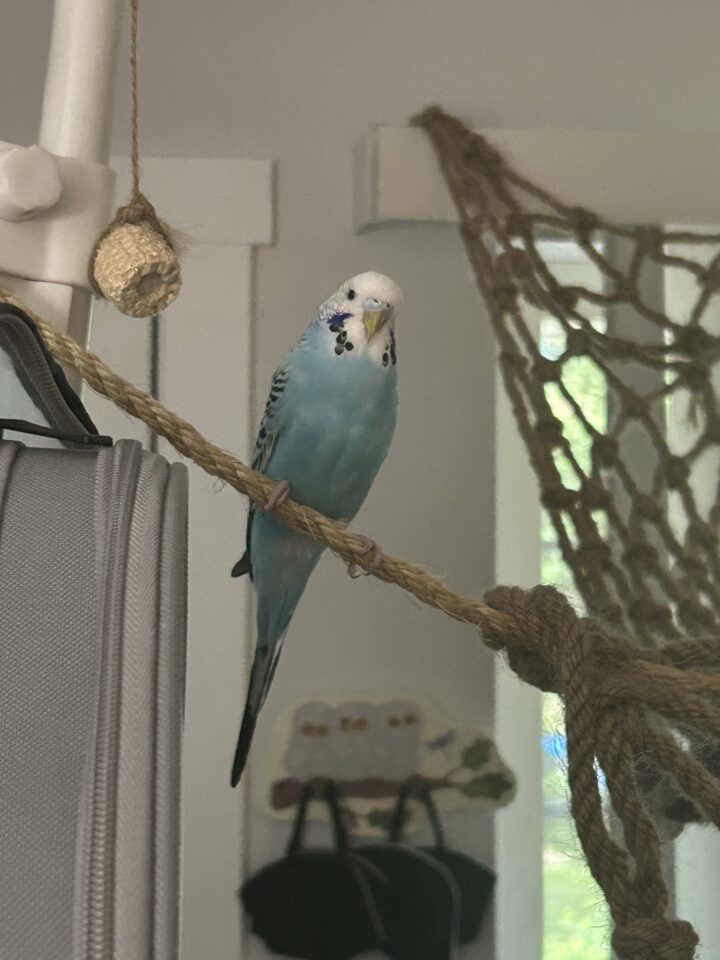 A bright parakeet perched on a piece of driftwood