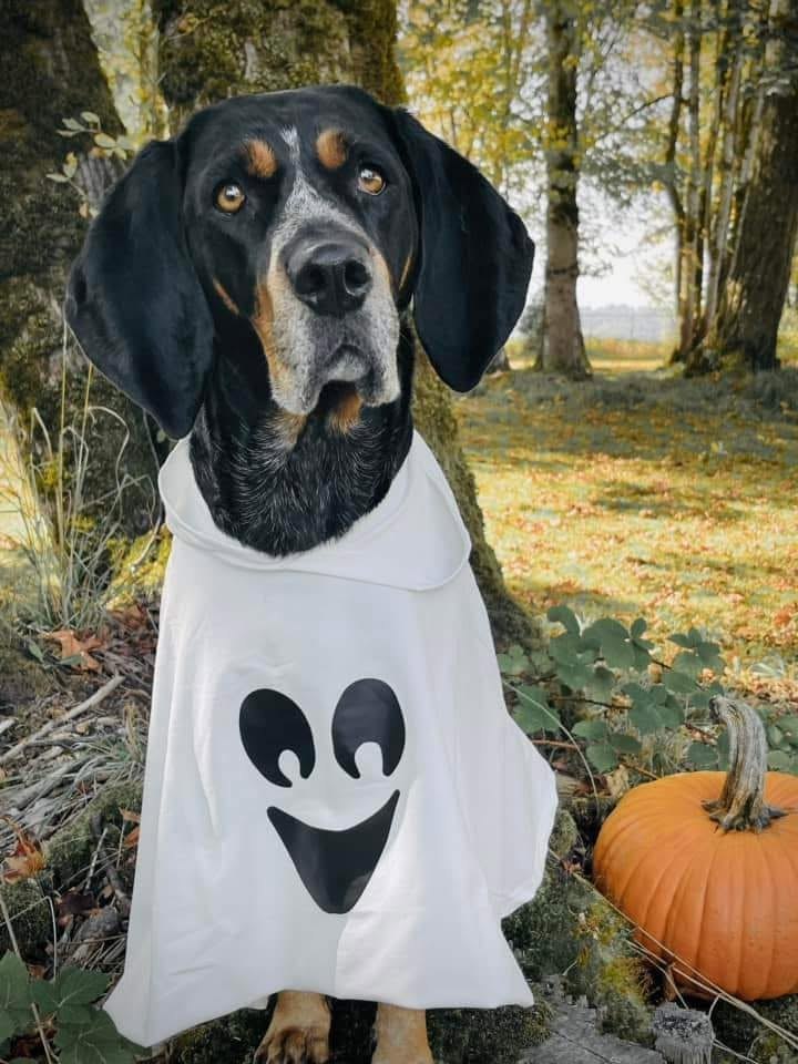 A hound dog in a ghost costume beside a pumpkin