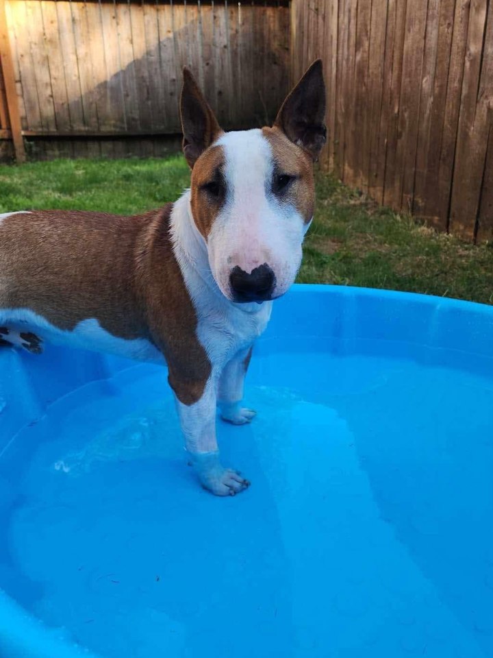 A bull terrier standing in a paddling pool