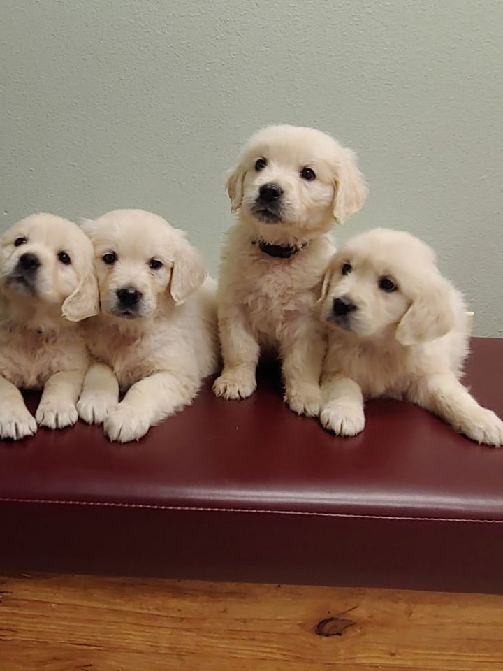 A row of golden retriever puppies on a bench