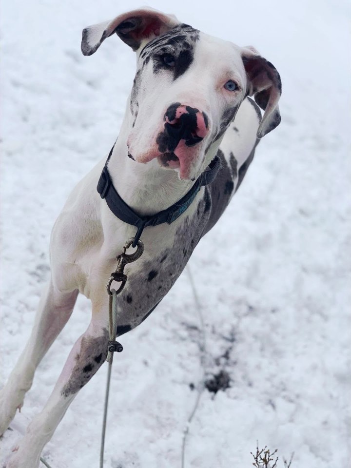 A spotted dog leaping through the snow