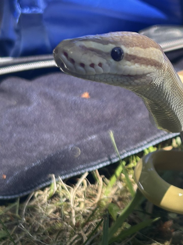 A ball python resting on a branch