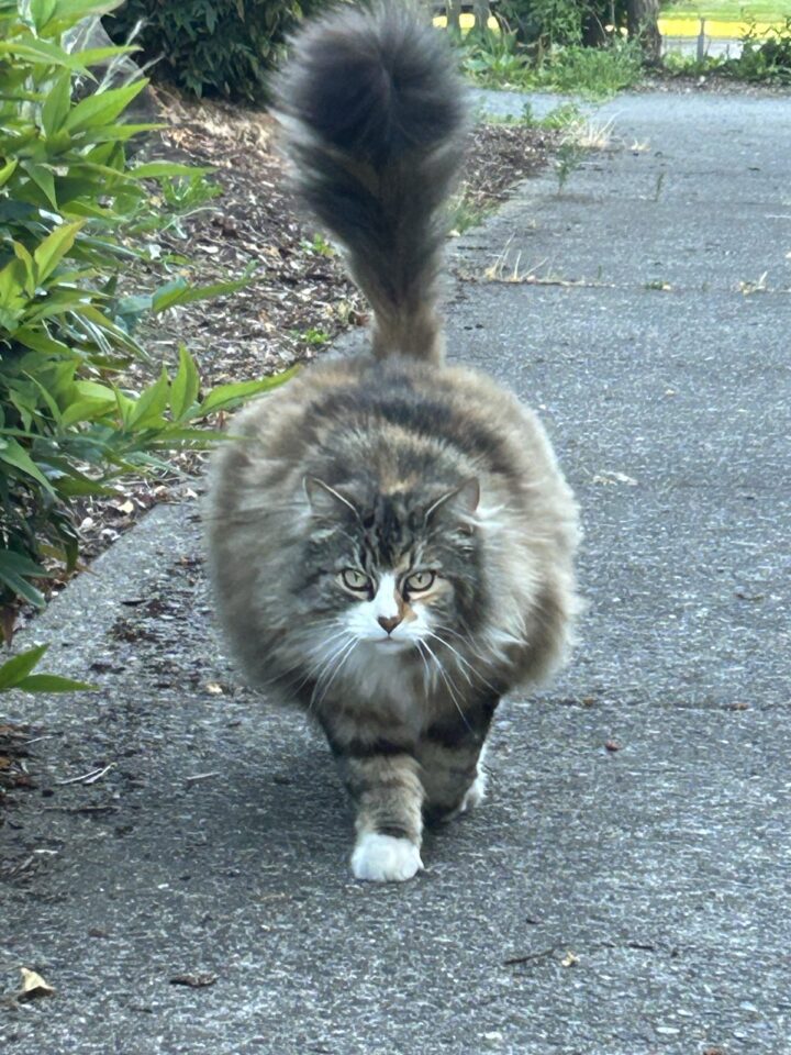 A long-haired cat sitting on the pavement looking up