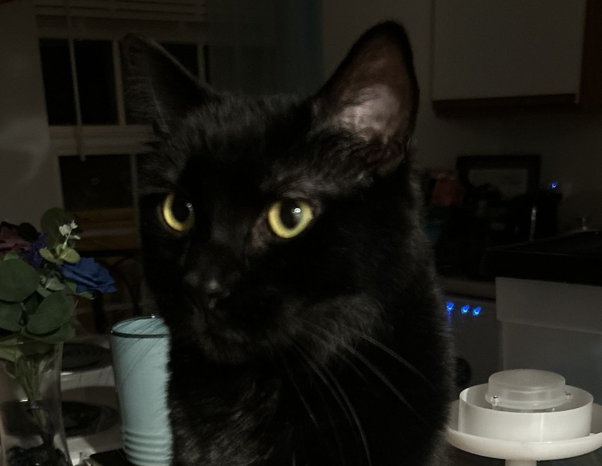 A black cat looking at the camera