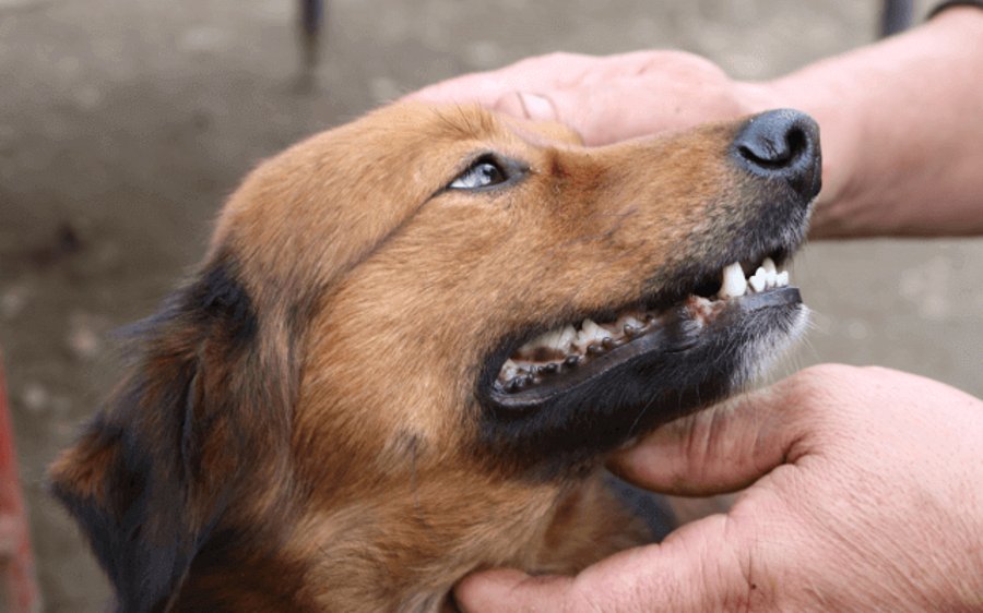 A dog having its teeth and gums checked