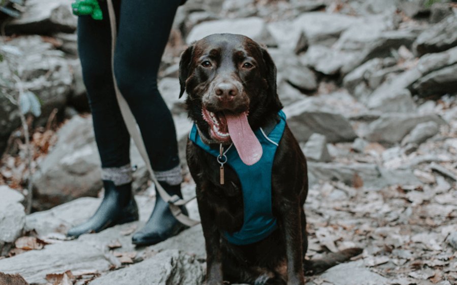 A dog standing beside its owner