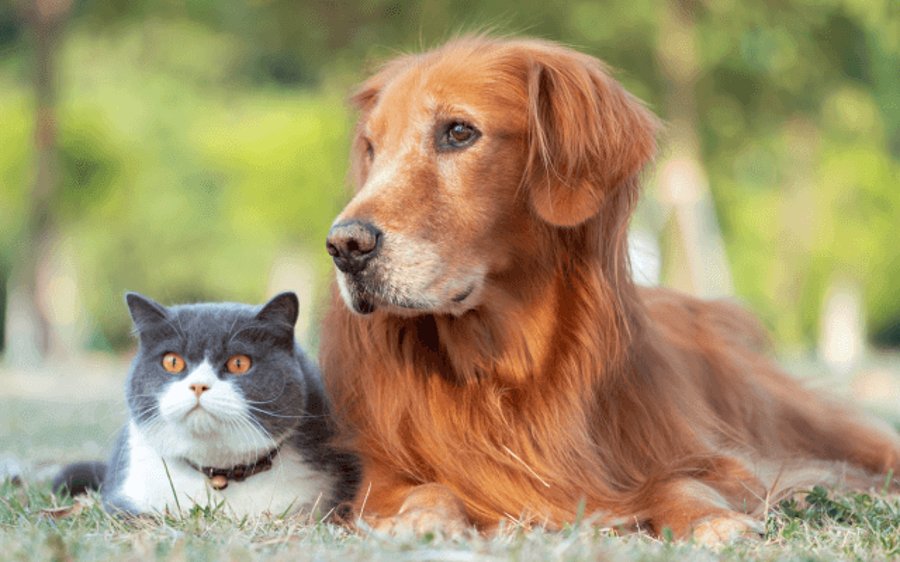An older dog and cat resting together outdoors