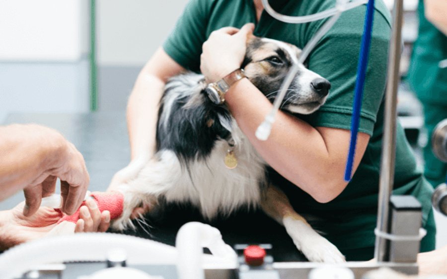 A veterinarian in scrubs holding a small dog before surgery