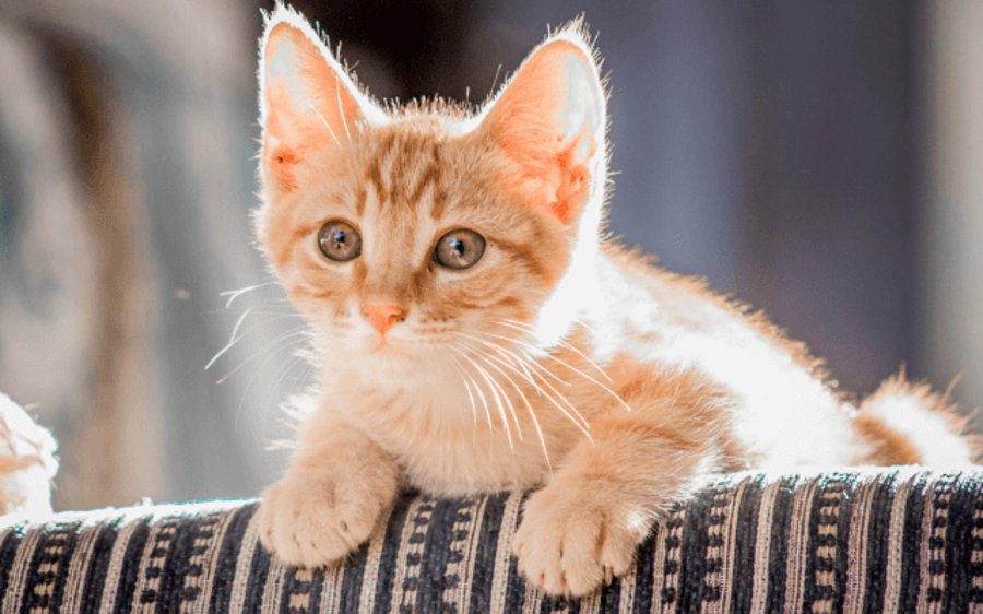 A ginger kitten on an exam table