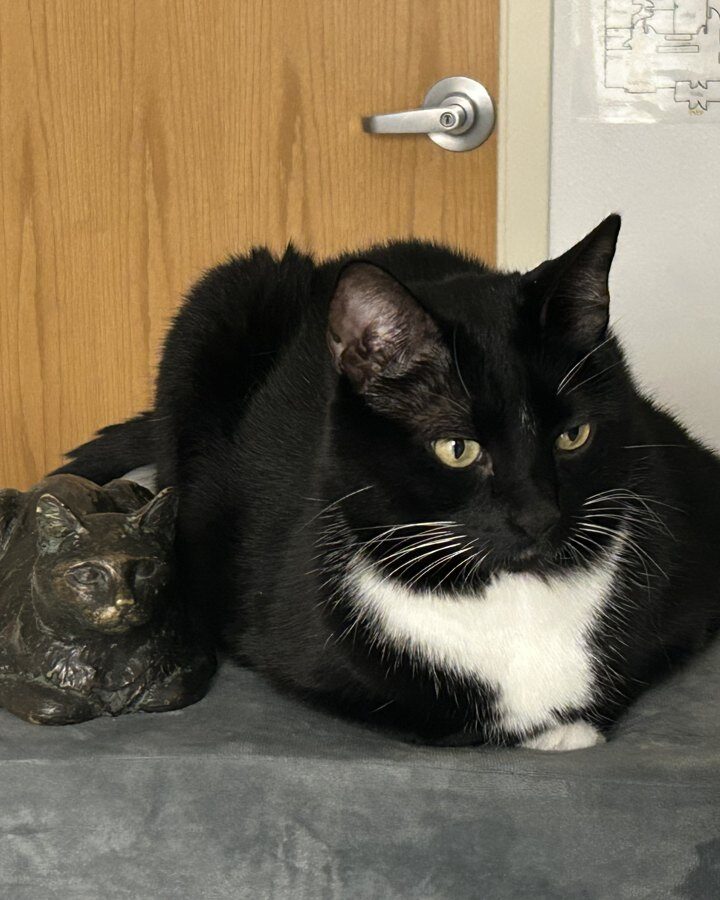 A tuxedo cat sitting on a chair indoors